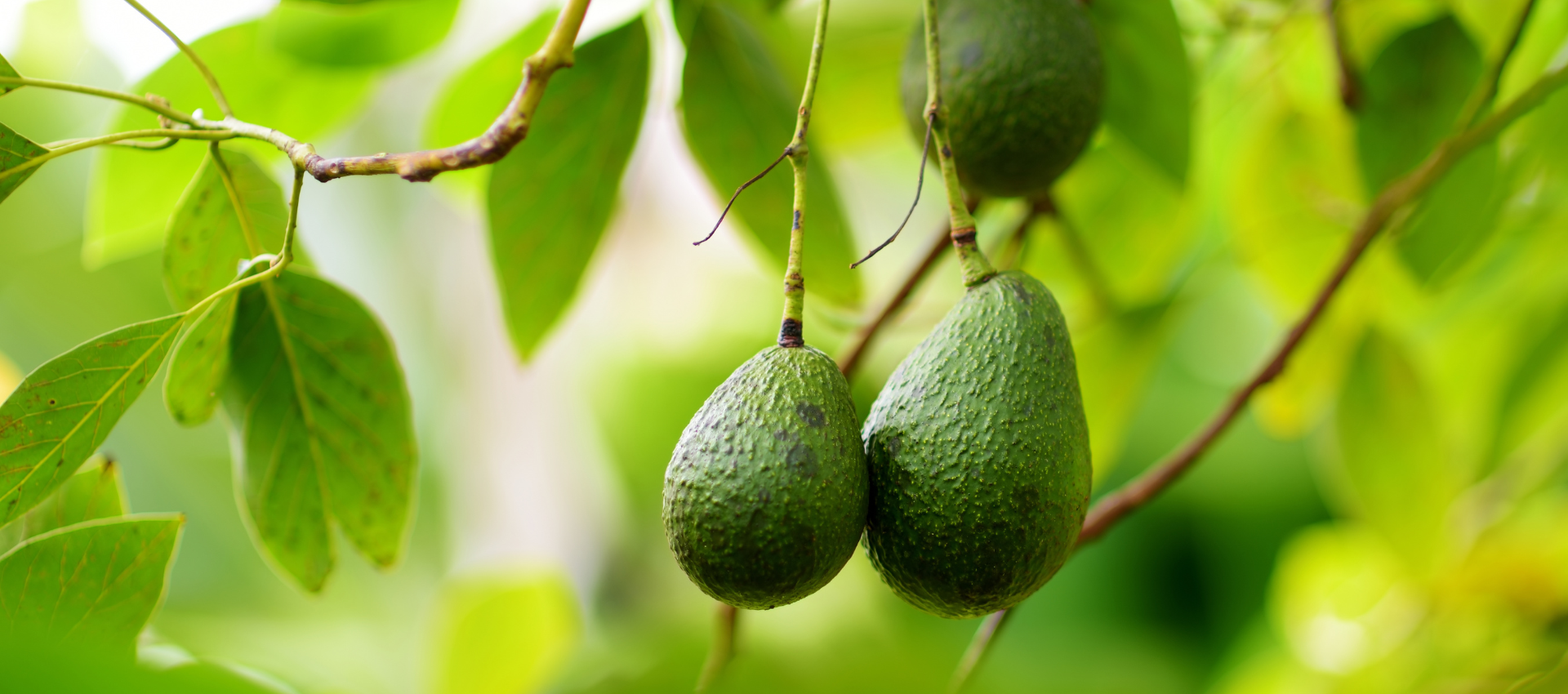 Great Foods Global Avocado
