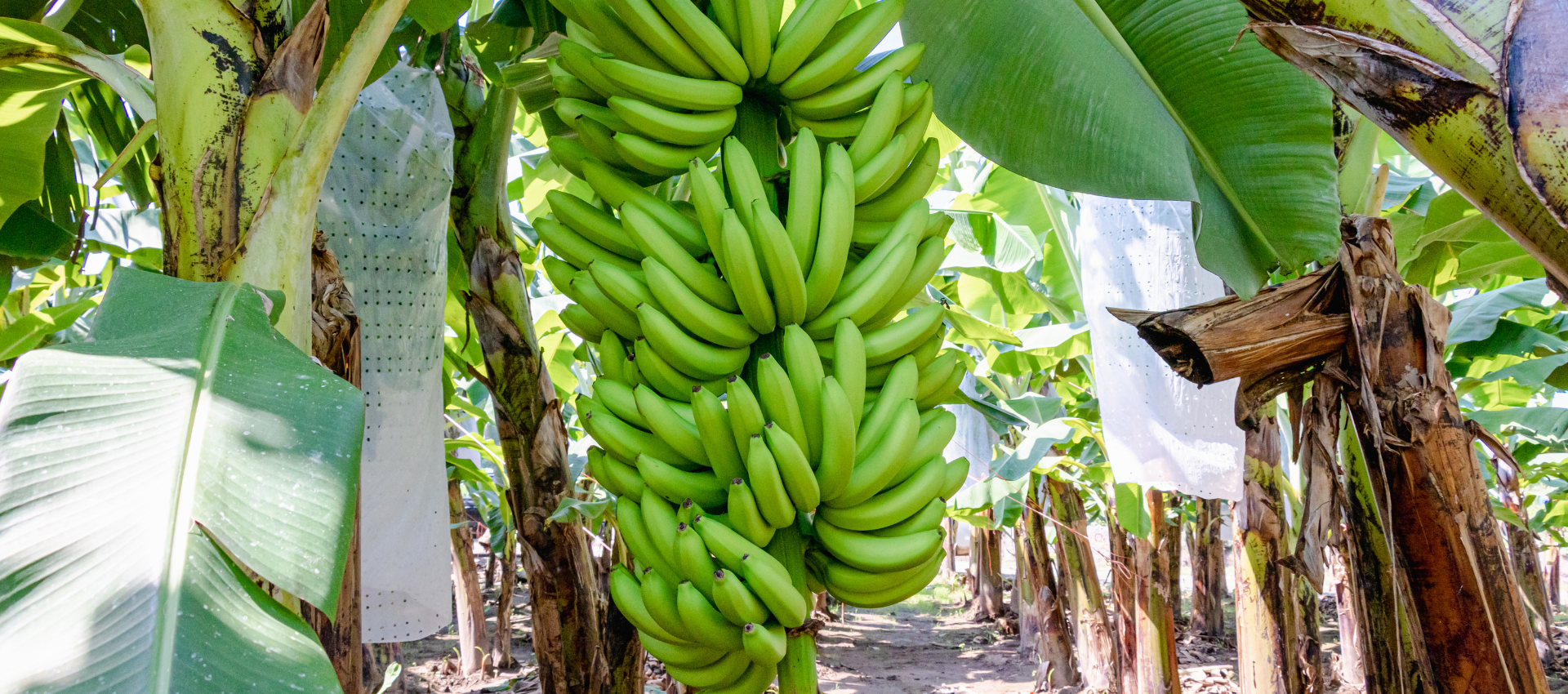 Great Foods Global Banana