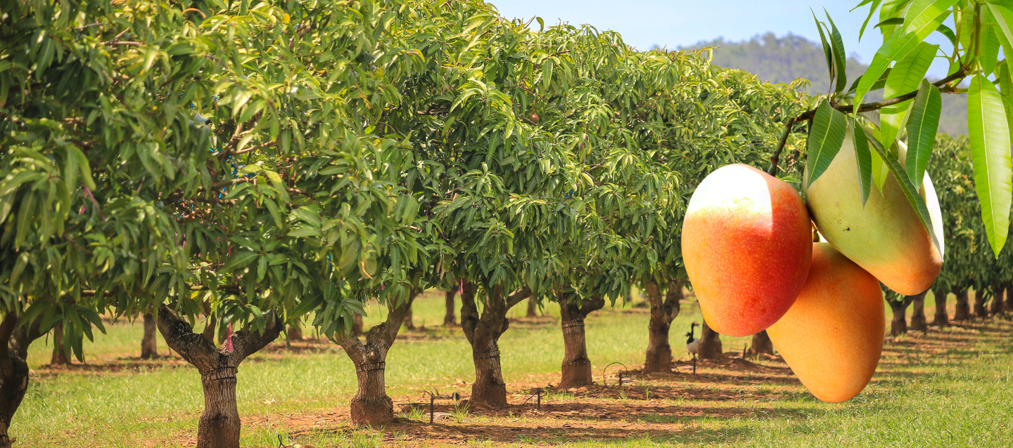 Great Foods Global Mango